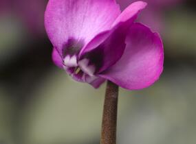 Brambořík 'Cyberia Rose Silver' - Cyclamen coum 'Cyberia Rose Silver'