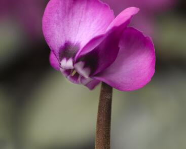 Brambořík 'Cyberia Rose Silver'