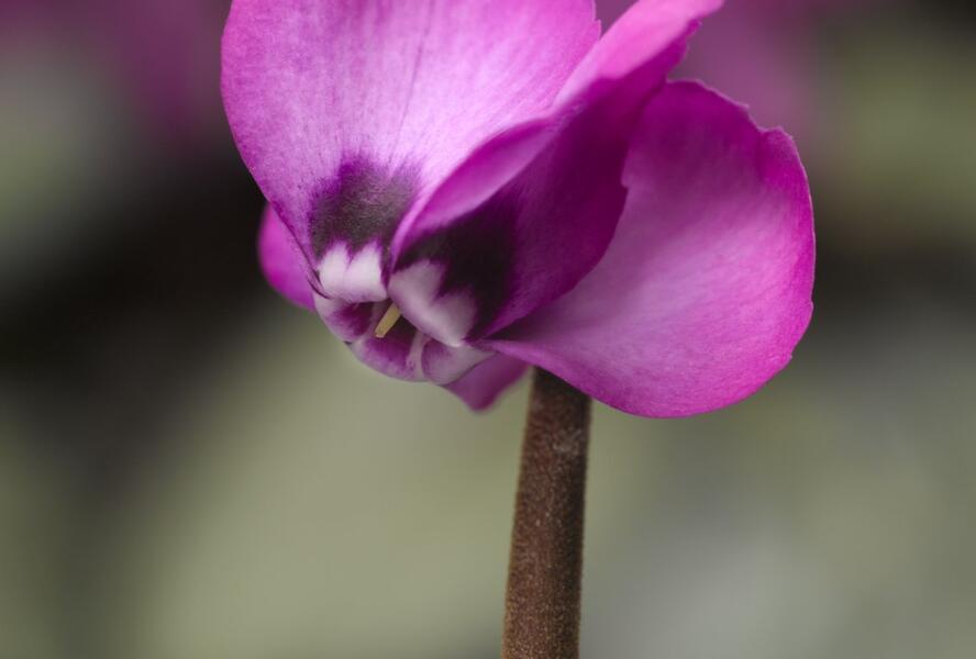 Brambořík 'Cyberia Rose Silver' - Cyclamen coum 'Cyberia Rose Silver'