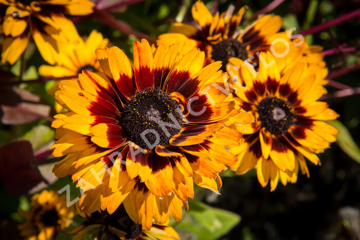 Třapatka 'Peking' - Rudbeckia 'Peking'