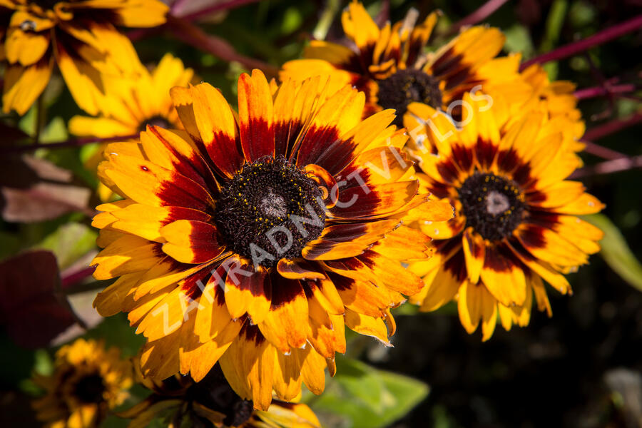 Třapatka 'Peking' - Rudbeckia 'Peking'