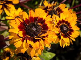 Třapatka 'Peking' - Rudbeckia 'Peking'