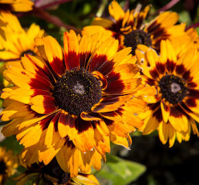 Třapatka 'Peking' - Rudbeckia 'Peking'