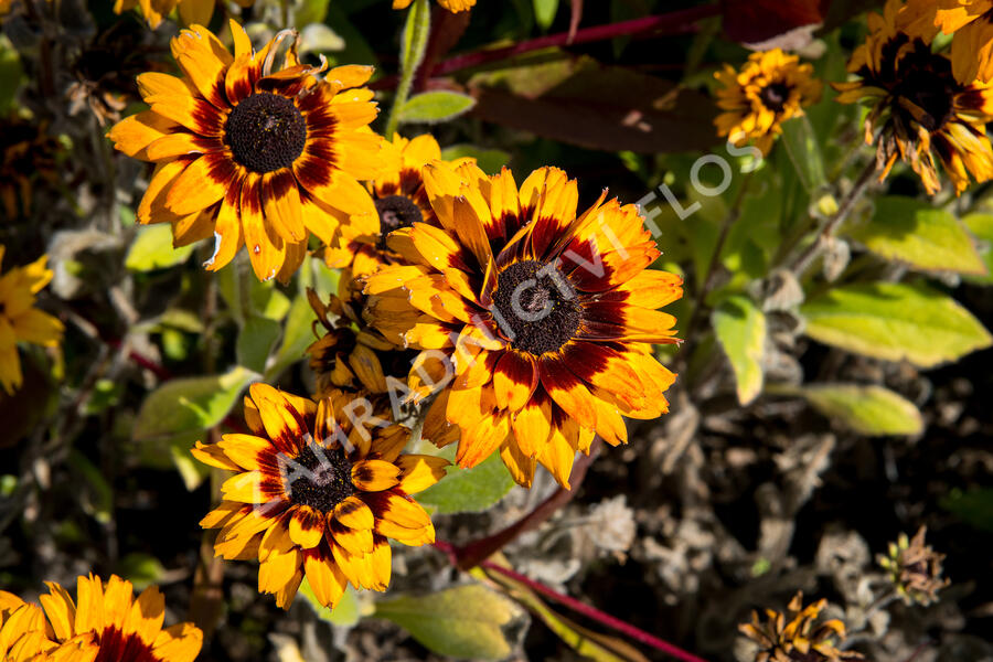 Třapatka 'Peking' - Rudbeckia 'Peking'