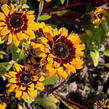 Třapatka 'Peking' - Rudbeckia 'Peking'