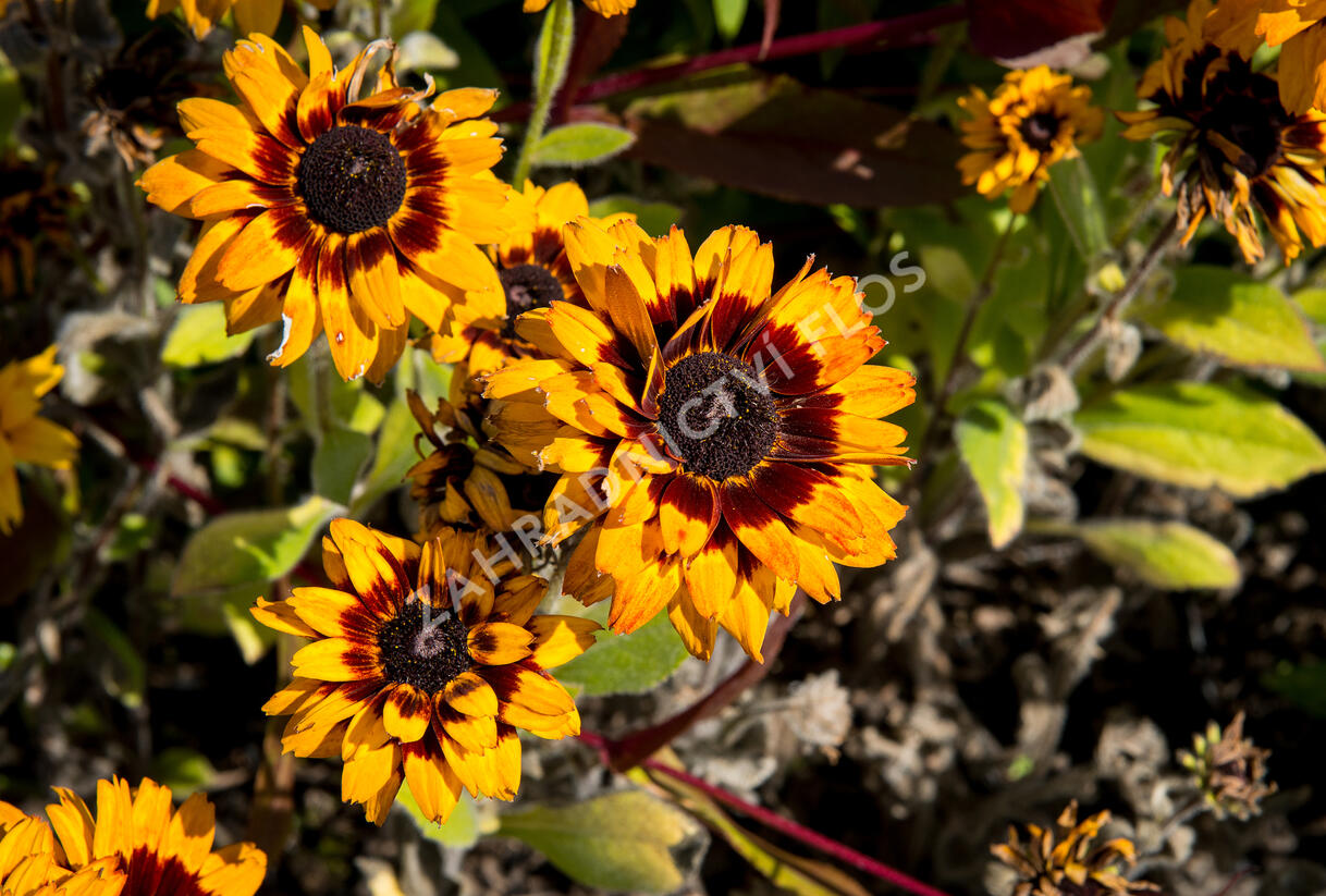Třapatka 'Peking' - Rudbeckia 'Peking'