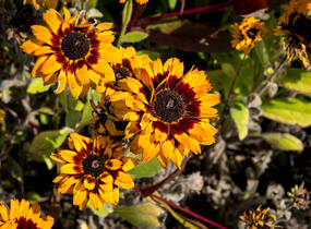 Třapatka 'Peking' - Rudbeckia 'Peking'