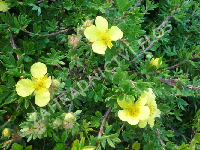 Mochna křovitá 'Elizabeth' - Potentilla fruticosa 'Elizabeth'