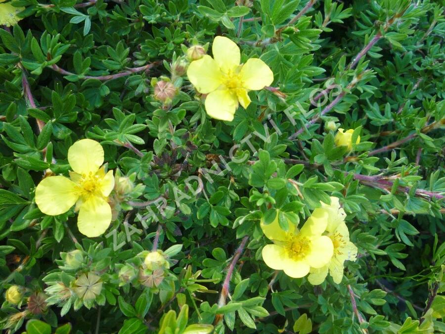 Mochna křovitá 'Elizabeth' - Potentilla fruticosa 'Elizabeth'