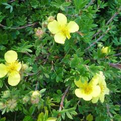 Mochna křovitá 'Elizabeth' - Potentilla fruticosa 'Elizabeth'