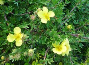 Mochna křovitá 'Elizabeth' - Potentilla fruticosa 'Elizabeth'