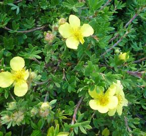 Mochna křovitá 'Elizabeth' - Potentilla fruticosa 'Elizabeth'