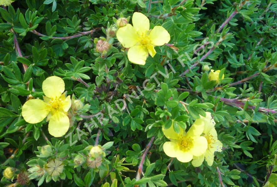 Mochna křovitá 'Elizabeth' - Potentilla fruticosa 'Elizabeth'