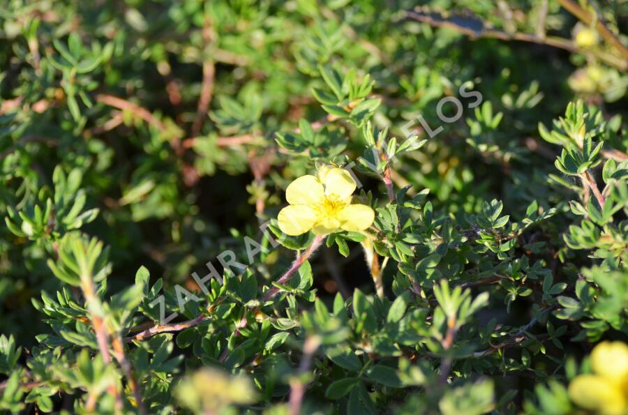 Mochna křovitá 'Elizabeth' - Potentilla fruticosa 'Elizabeth'