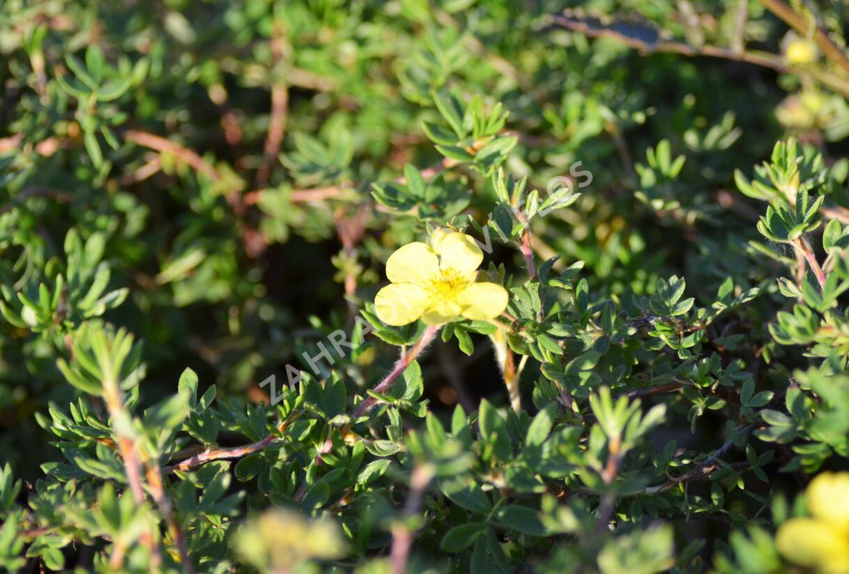 Mochna křovitá 'Elizabeth' - Potentilla fruticosa 'Elizabeth'