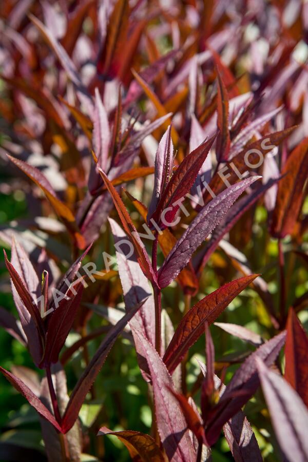 Dračík 'Pocahontas' - Penstemon digitalis 'Pocahontas'