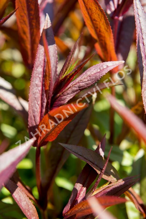 Dračík 'Pocahontas' - Penstemon digitalis 'Pocahontas'