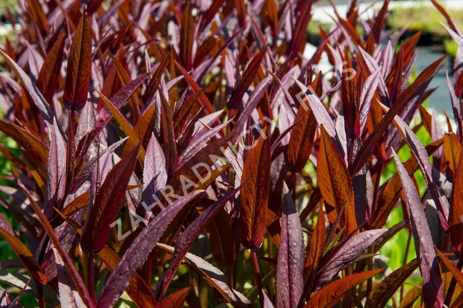 Dračík 'Pocahontas' - Penstemon digitalis 'Pocahontas'