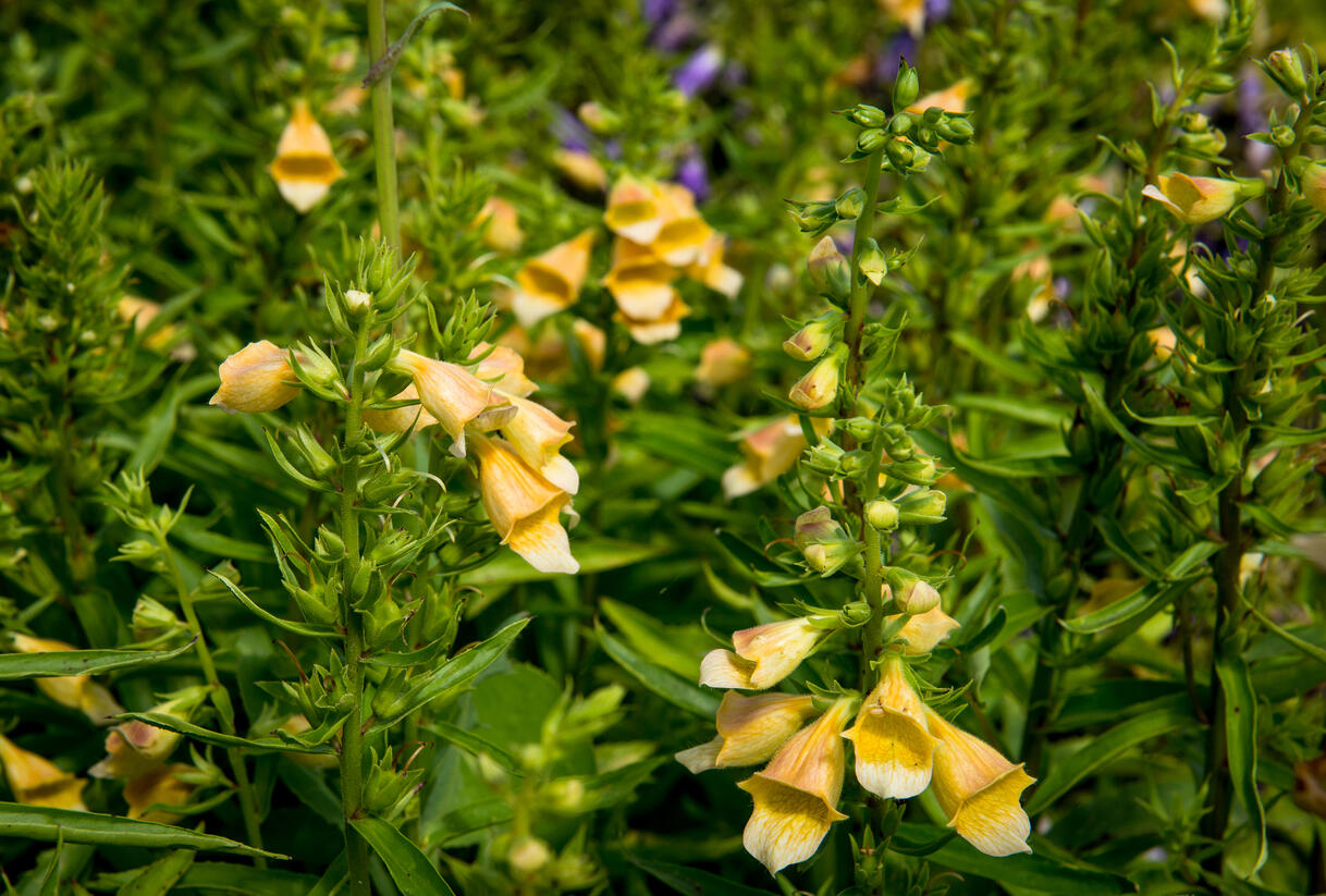 Náprstník 'Spice Island' - Digitalis 'Spice Island'