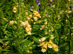 Náprstník 'Spice Island' - Digitalis 'Spice Island'