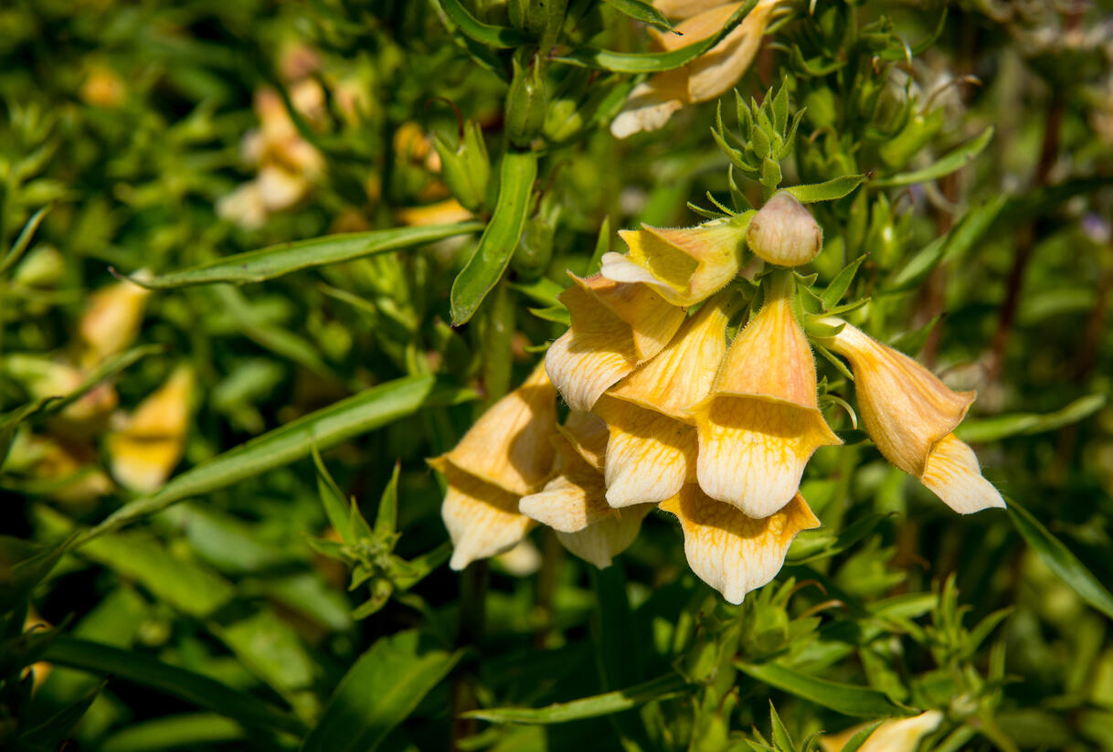 Náprstník 'Spice Island' - Digitalis 'Spice Island'