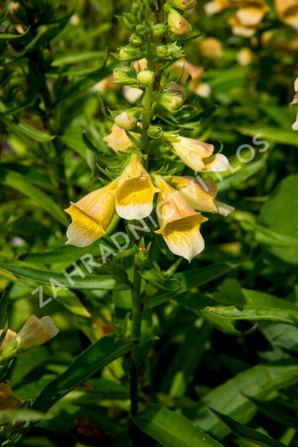 Náprstník 'Spice Island' - Digitalis 'Spice Island'