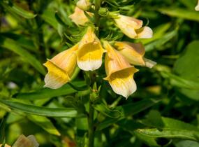 Náprstník 'Spice Island' - Digitalis 'Spice Island'