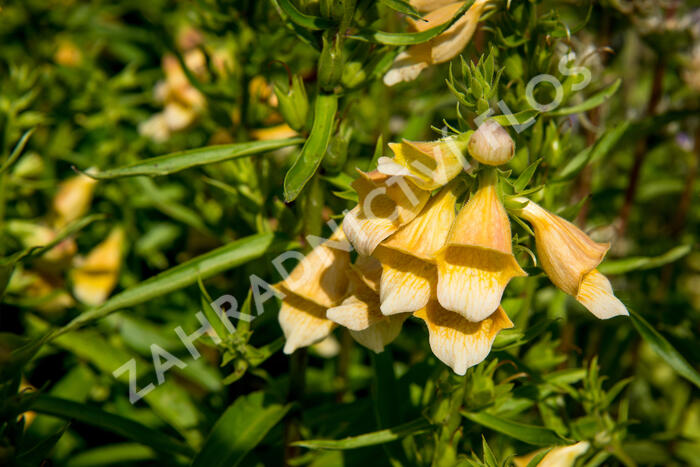 Náprstník 'Spice Island' - Digitalis 'Spice Island'