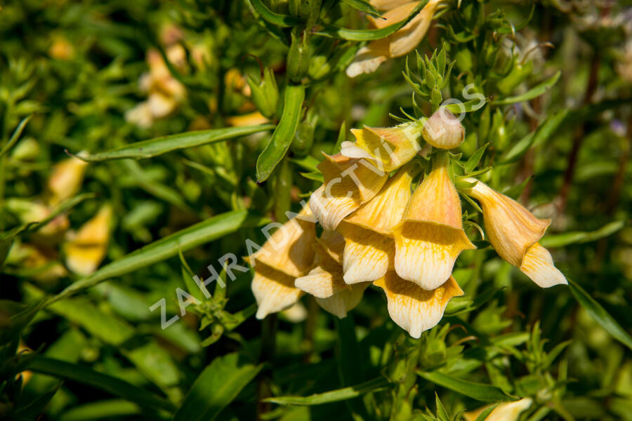 Náprstník 'Spice Island' - Digitalis 'Spice Island'