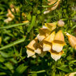 Náprstník 'Spice Island' - Digitalis 'Spice Island'