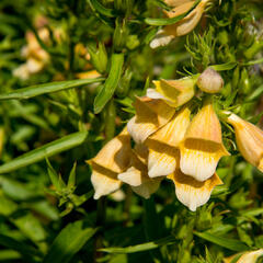 Náprstník 'Spice Island' - Digitalis 'Spice Island'