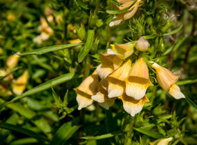Náprstník 'Spice Island' - Digitalis 'Spice Island'