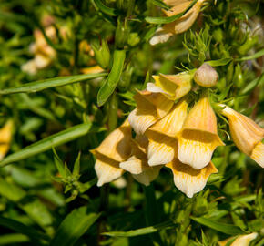 Náprstník 'Spice Island' - Digitalis 'Spice Island'