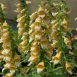 Náprstník 'Spice Island' - Digitalis 'Spice Island'