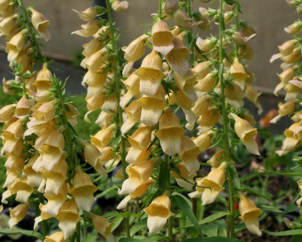 Náprstník 'Spice Island' - Digitalis 'Spice Island'