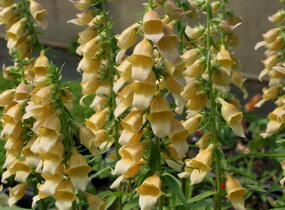 Náprstník 'Spice Island' - Digitalis 'Spice Island'