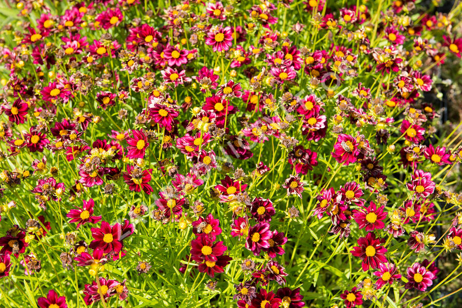 Krásnoočko 'Mercury Rising' - Coreopsis 'Mercury Rising'