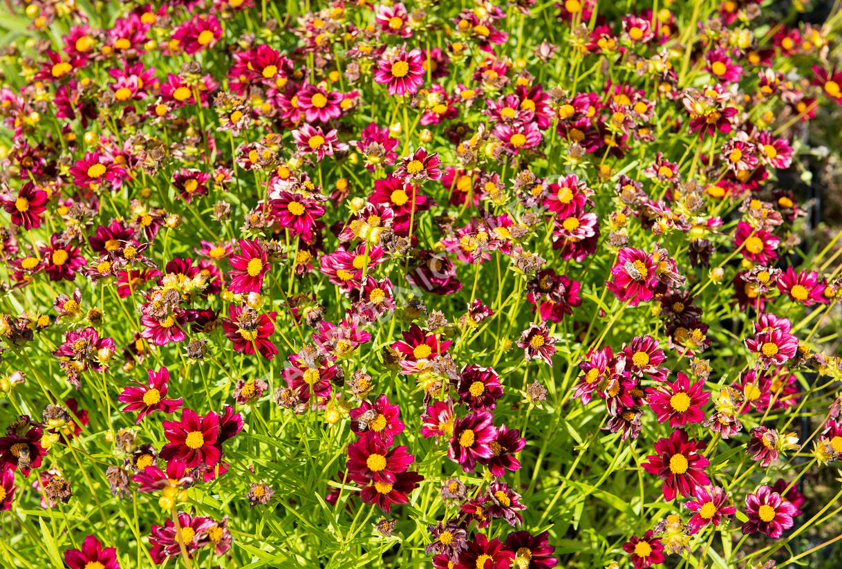 Krásnoočko 'Mercury Rising' - Coreopsis 'Mercury Rising'