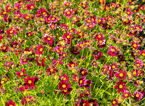 Krásnoočko 'Mercury Rising' - Coreopsis 'Mercury Rising'
