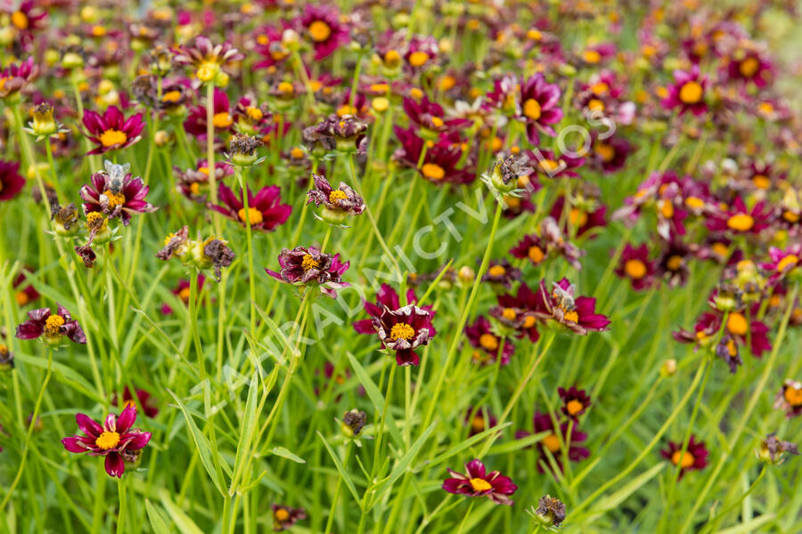 Krásnoočko 'Mercury Rising' - Coreopsis 'Mercury Rising'