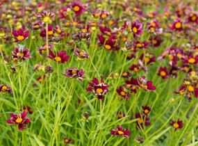 Krásnoočko 'Mercury Rising' - Coreopsis 'Mercury Rising'