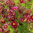 Krásnoočko 'Mercury Rising' - Coreopsis 'Mercury Rising'