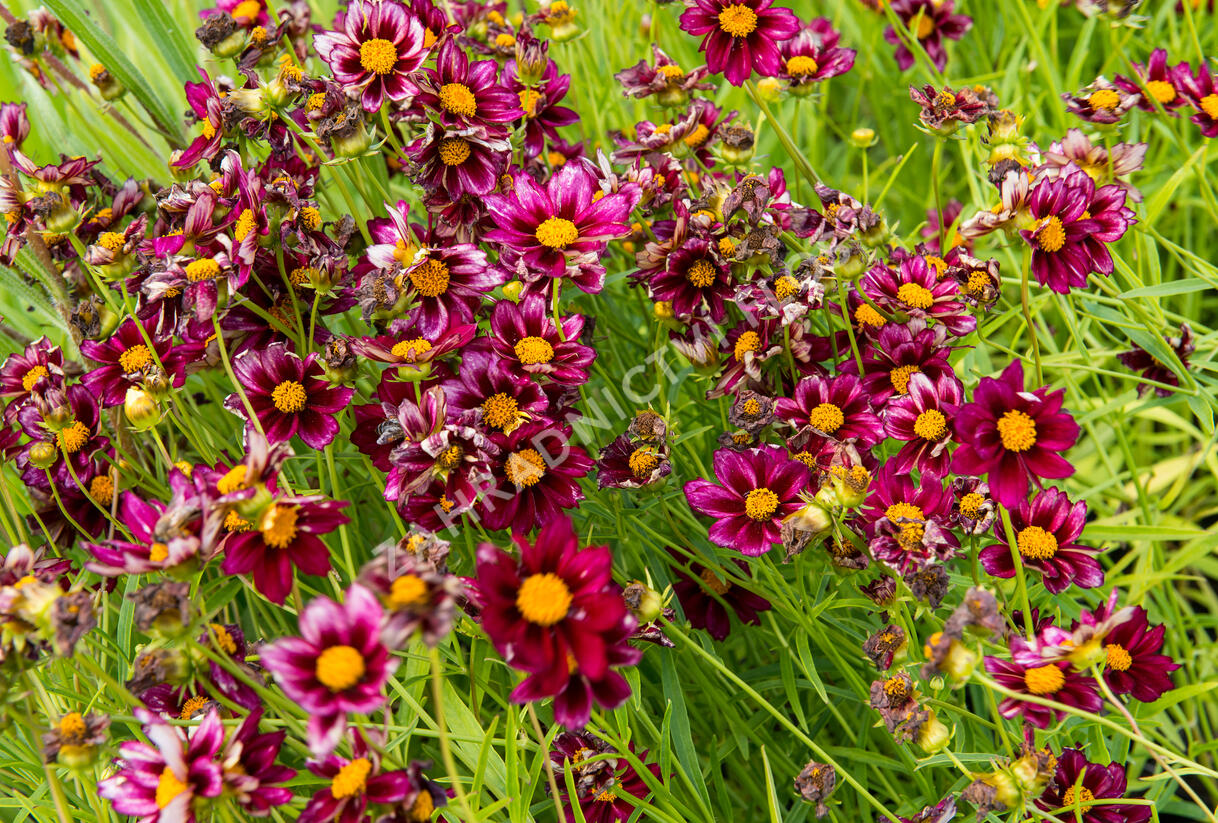 Krásnoočko 'Mercury Rising' - Coreopsis 'Mercury Rising'