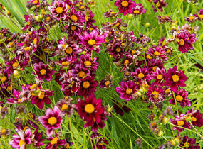 Krásnoočko 'Mercury Rising' - Coreopsis 'Mercury Rising'
