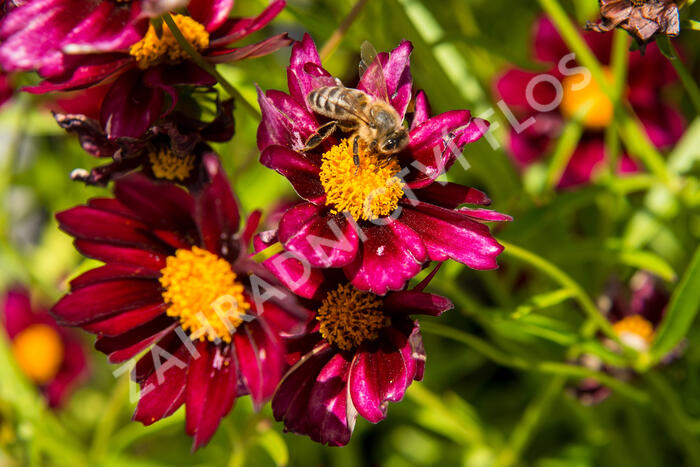 Krásnoočko 'Mercury Rising' - Coreopsis 'Mercury Rising'