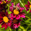 Krásnoočko 'Mercury Rising' - Coreopsis 'Mercury Rising'