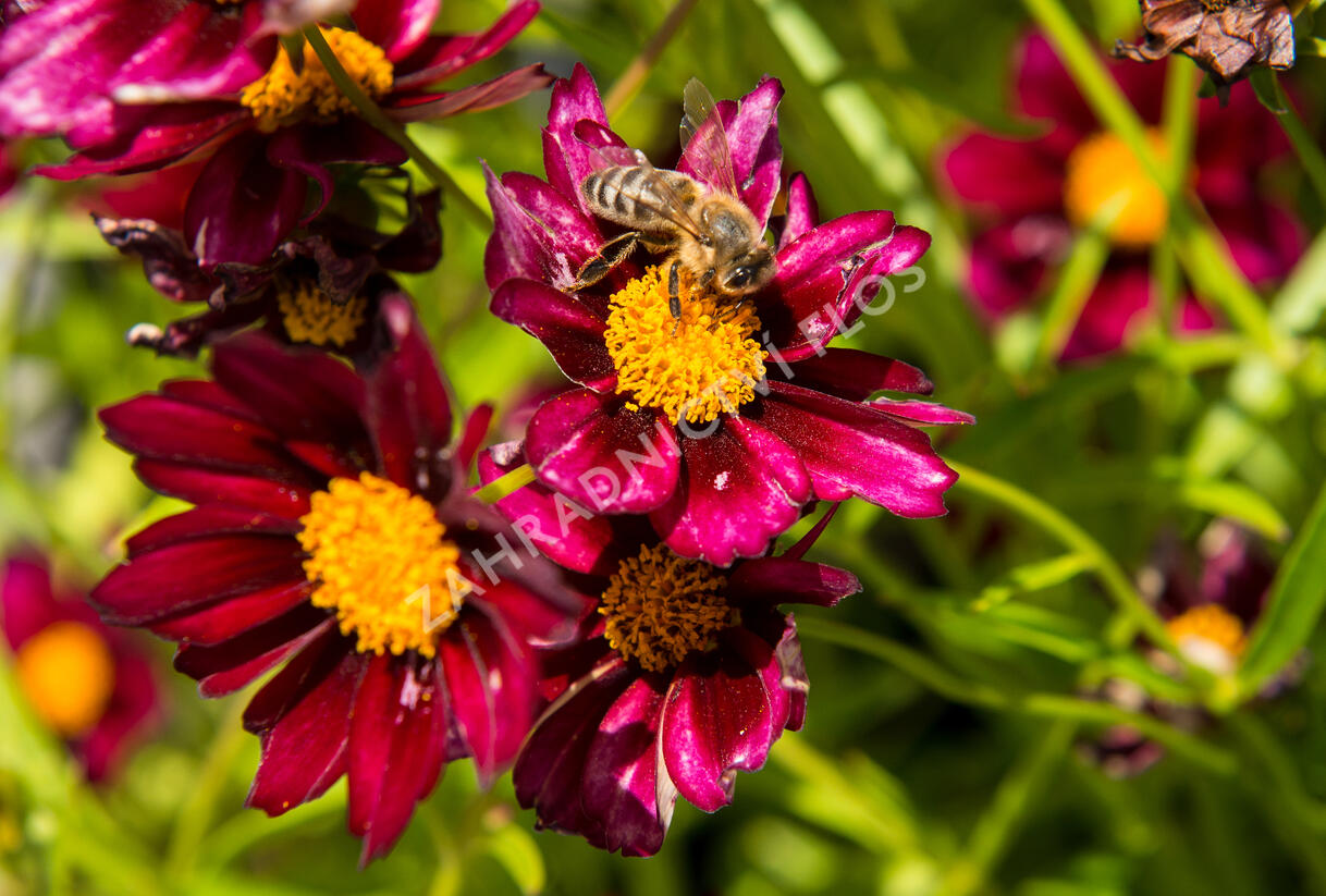 Krásnoočko 'Mercury Rising' - Coreopsis 'Mercury Rising'