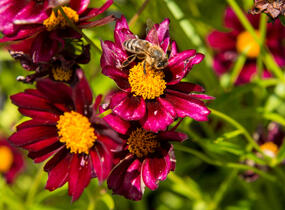 Krásnoočko 'Mercury Rising' - Coreopsis 'Mercury Rising'