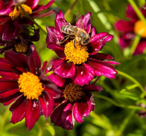 Krásnoočko 'Mercury Rising' - Coreopsis 'Mercury Rising'