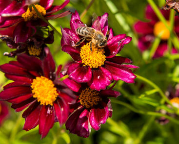 Krásnoočko 'Mercury Rising'